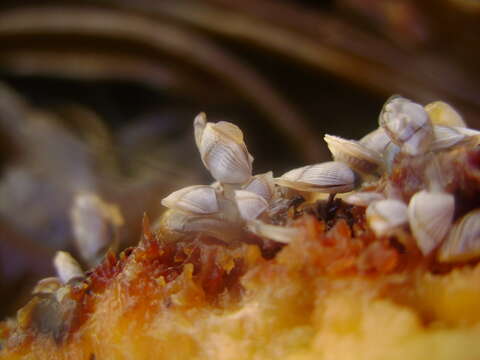 Image of New Zealand bull kelp