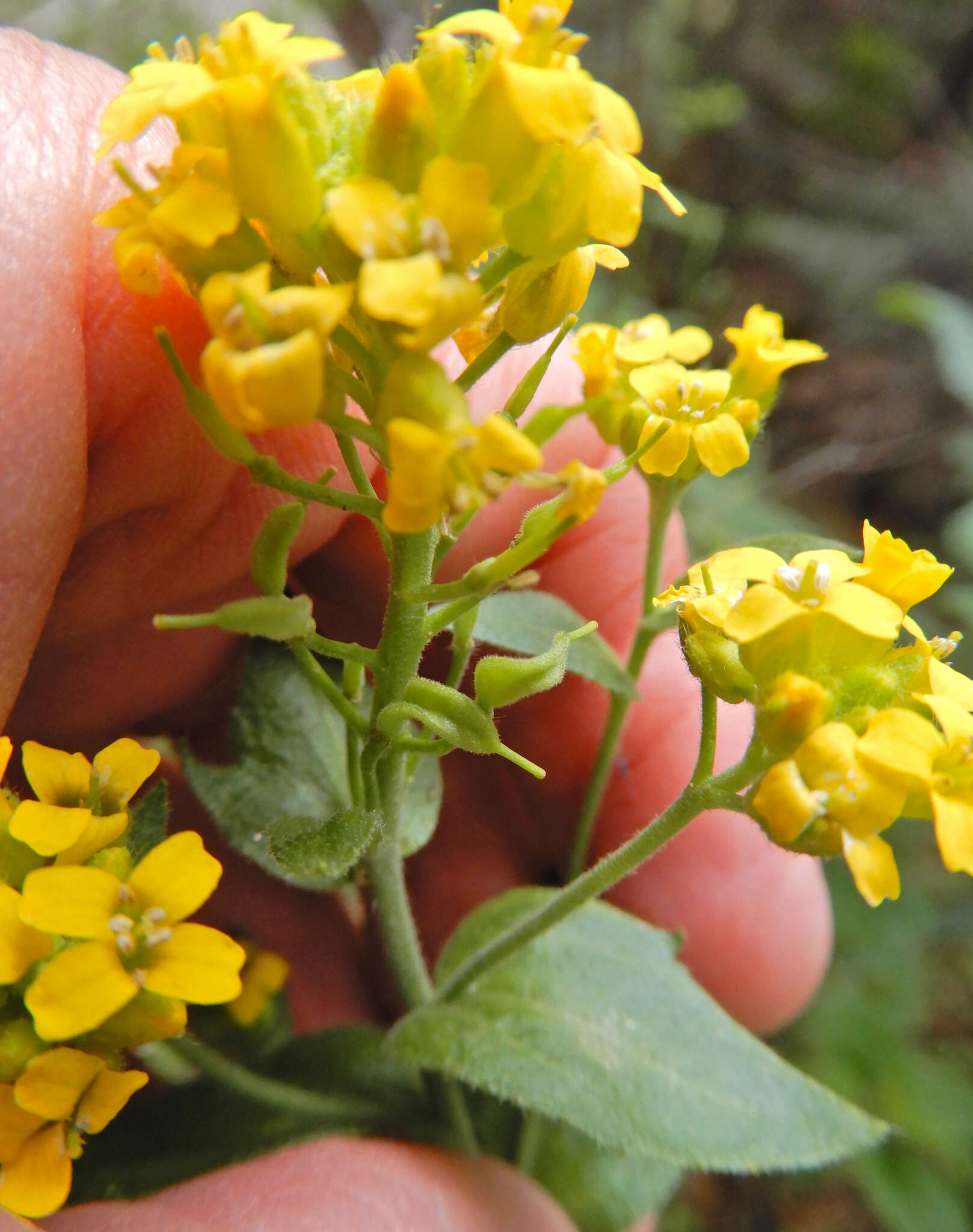 Image de Draba helleriana Greene