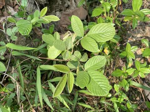 Image of Dendrolobium triangulare (Retz.) Schindl.