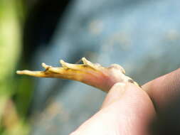 Image de Petite grenouille verte