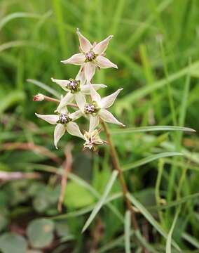 Image of Asclepias gibba var. gibba