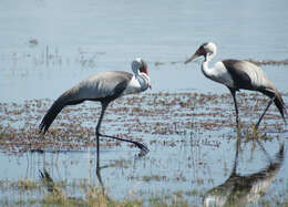 Imagem de Bugeranus carunculatus