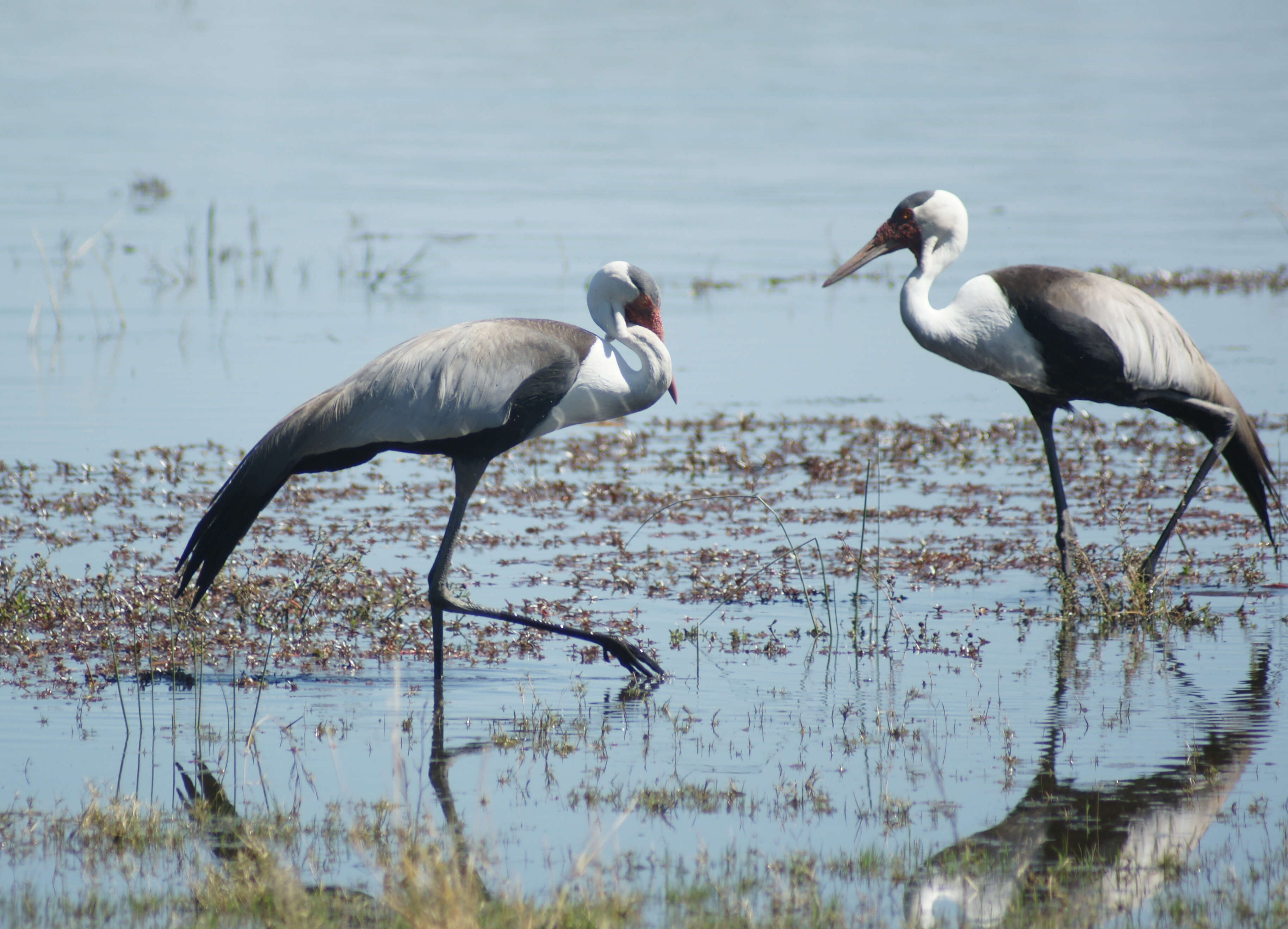 Imagem de Bugeranus carunculatus