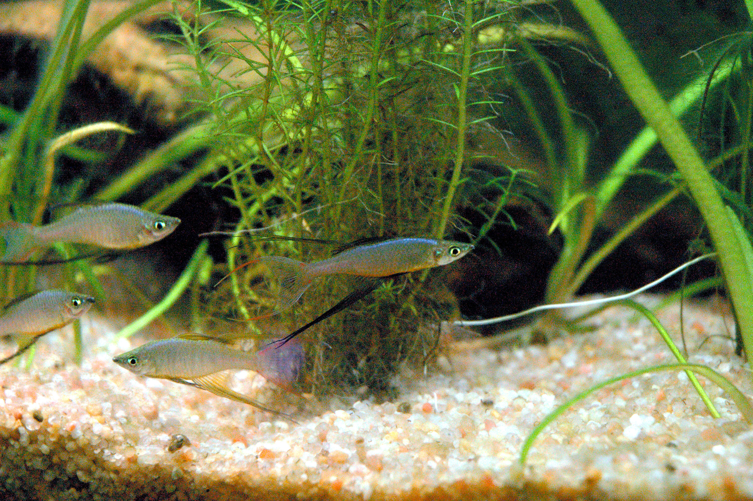 Image of Threadfin rainbowfish