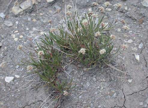 Imagem de Eriogonum exilifolium Reveal