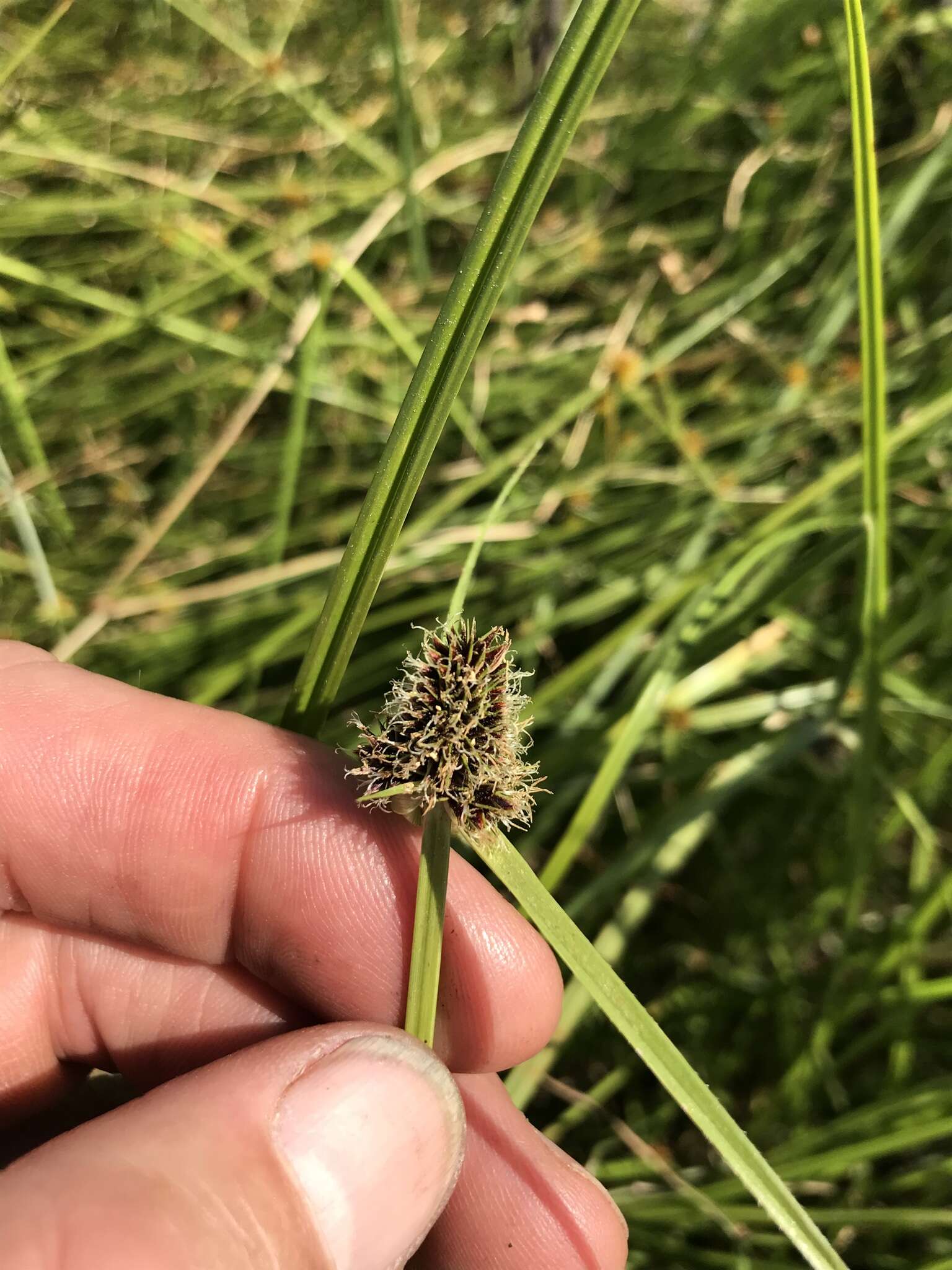 Image of Cyperus bracheilema (Steud.) Mattf. & Kük.