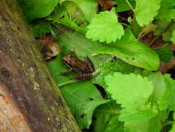 Image of Common frog