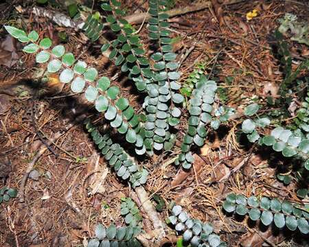 Plancia ëd Pellaea rotundifolia (G. Forst.) Hook.