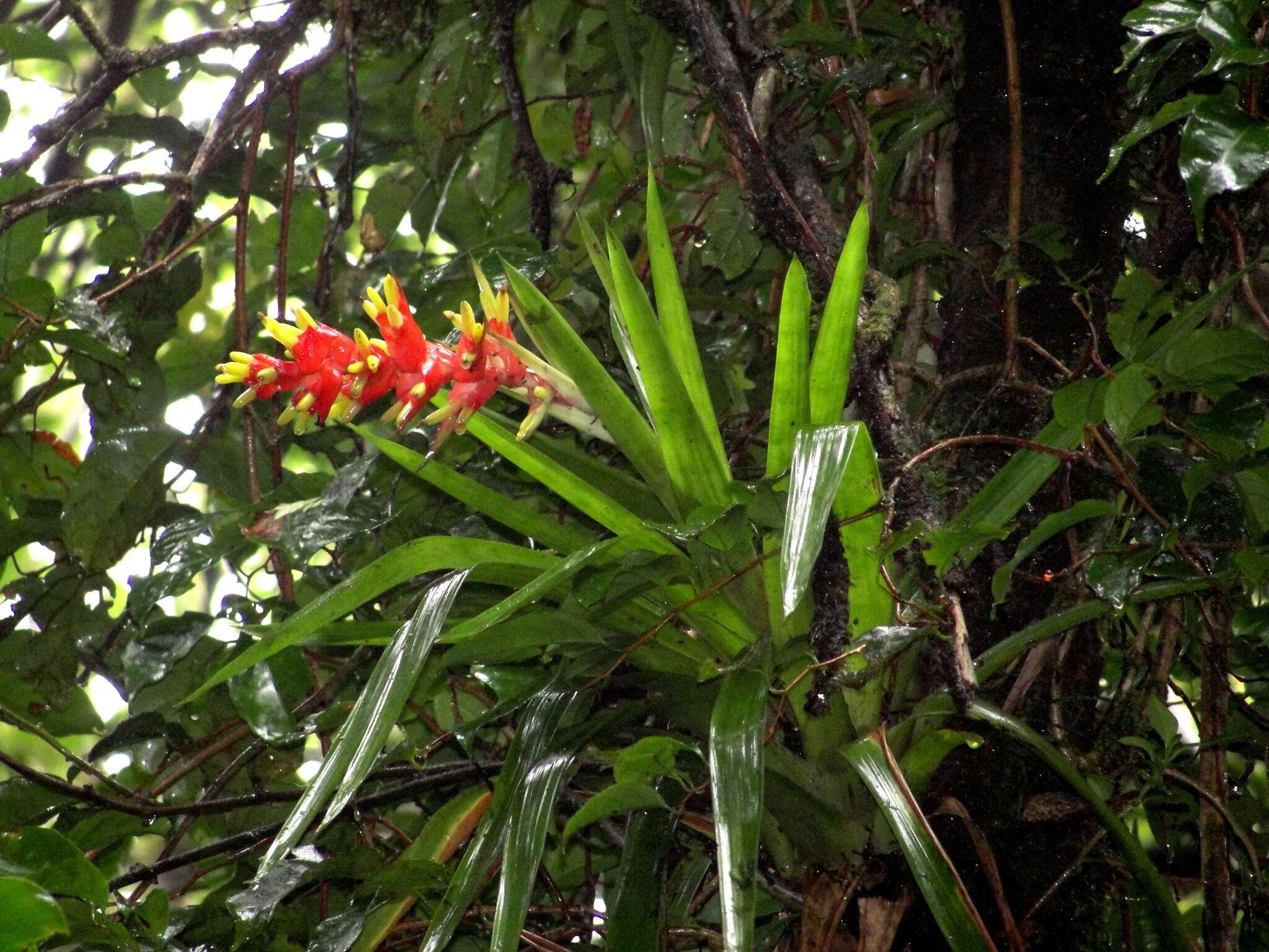 Image of Guzmania donnellsmithii Mez ex Donn. Sm.