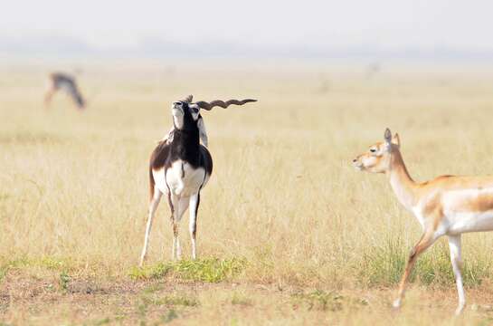 Image of Blackbuck