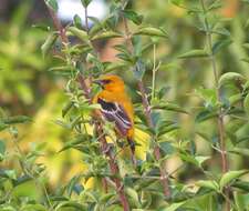 Image of Yellow Oriole