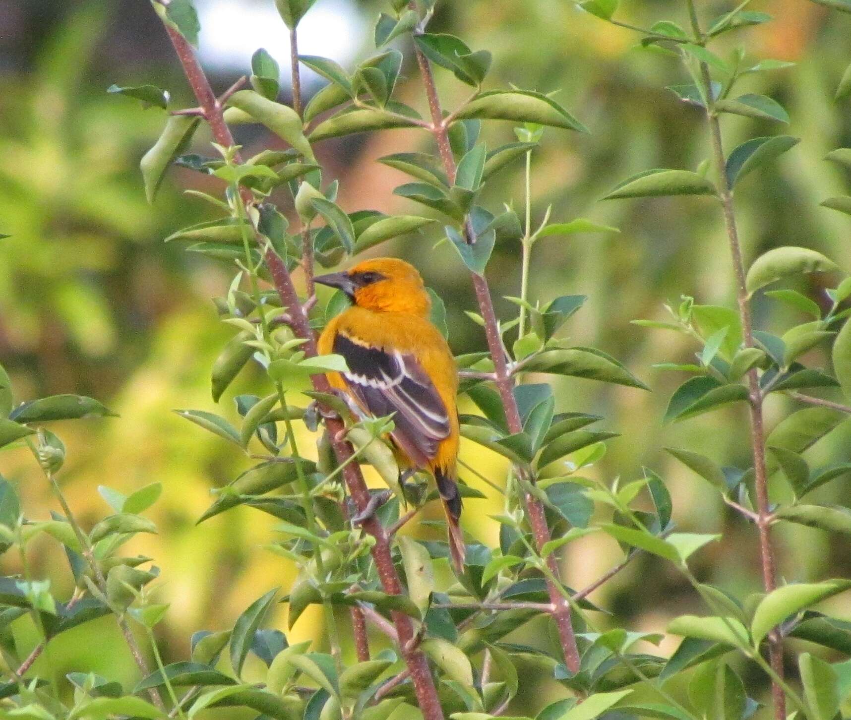 Image of Yellow Oriole