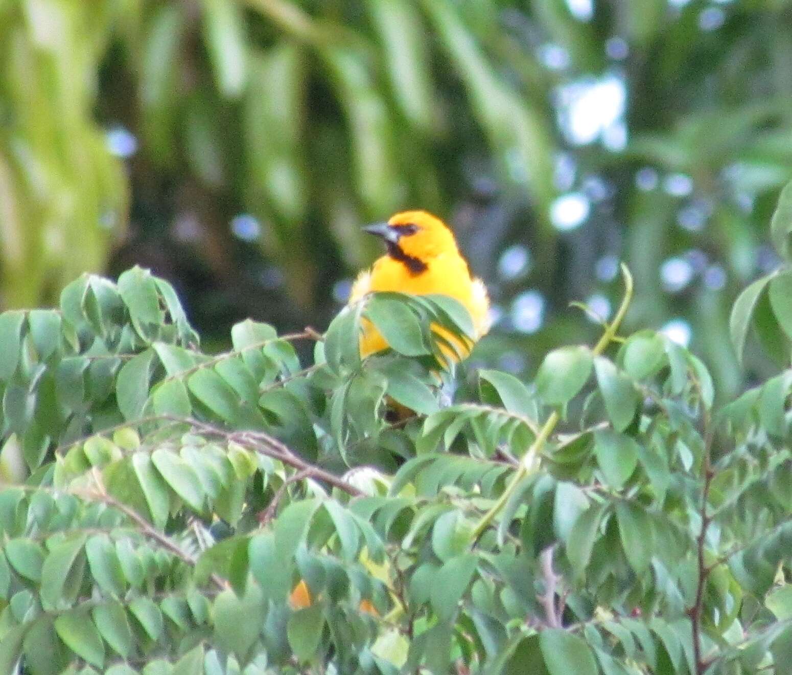 Image of Yellow Oriole