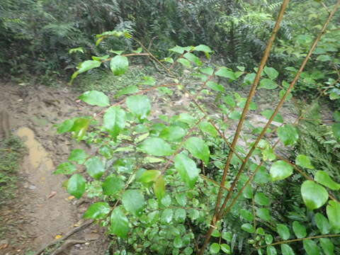 Image of Lagerstroemia subcostata Koehne