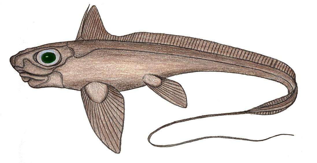 Image of Gulf Chimaera