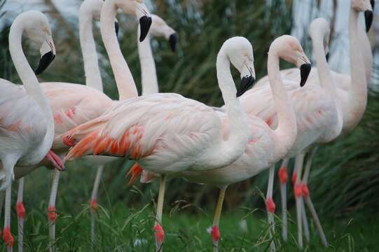 Imagem de Phoenicopterus chilensis Molina 1782