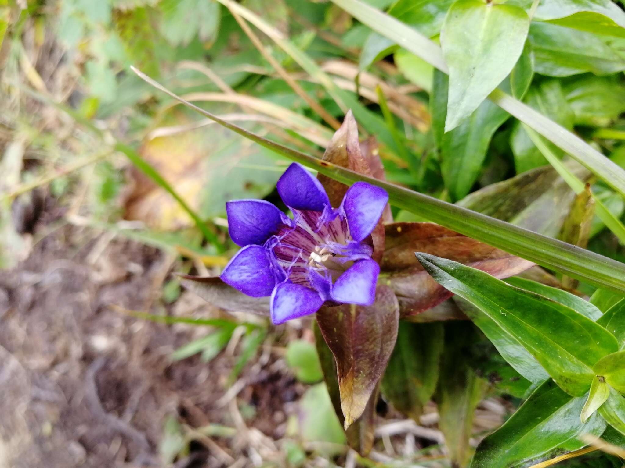 Image of Gentiana dschungarica Regel