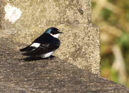 Image of White-rumped Swallow