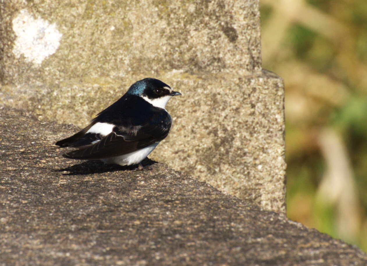 Image of White-rumped Swallow