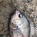 Sivun Chromis crusma (Valenciennes 1833) kuva