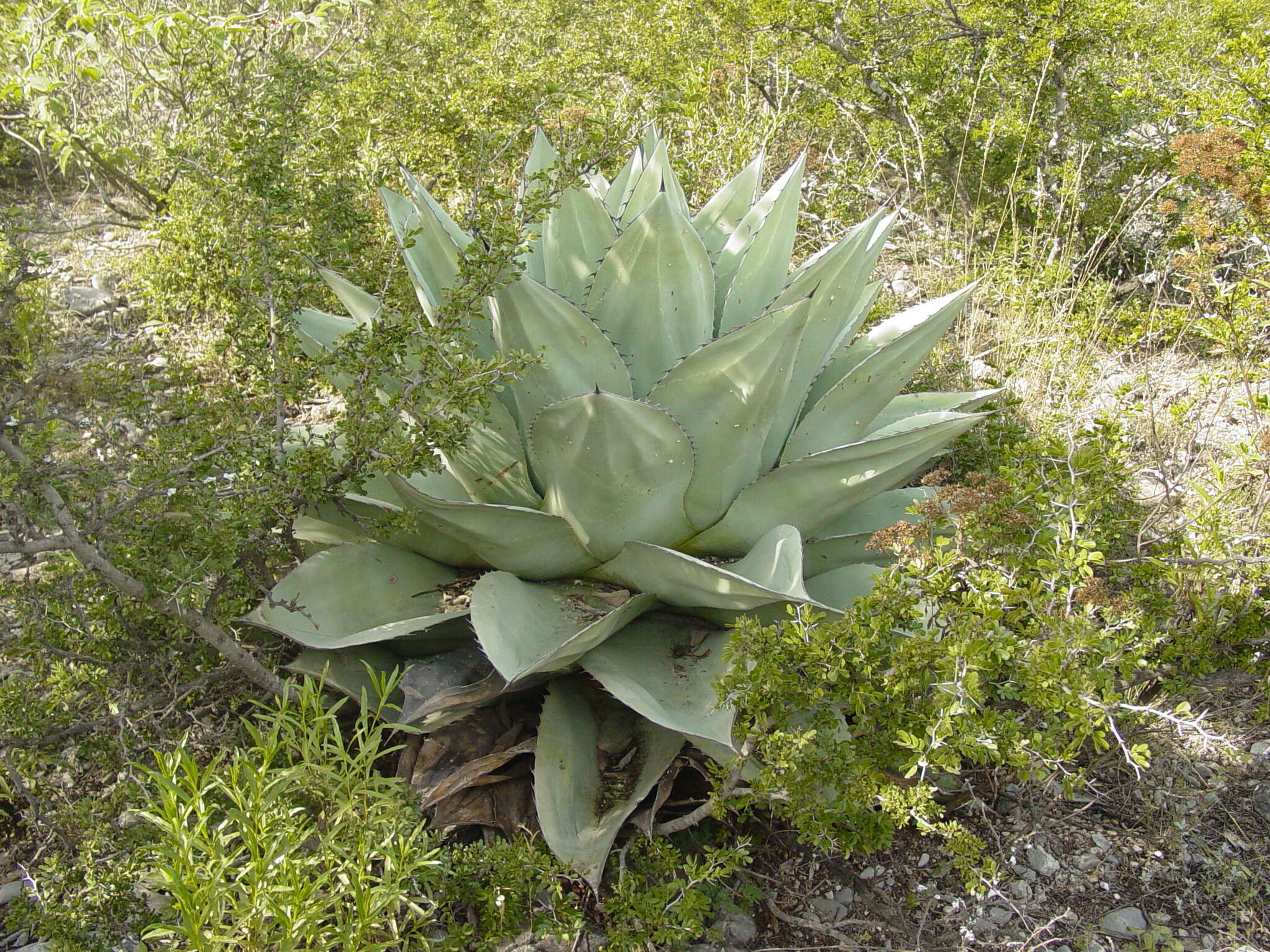 Plancia ëd Agave ovatifolia G. D. Starr & Villarreal