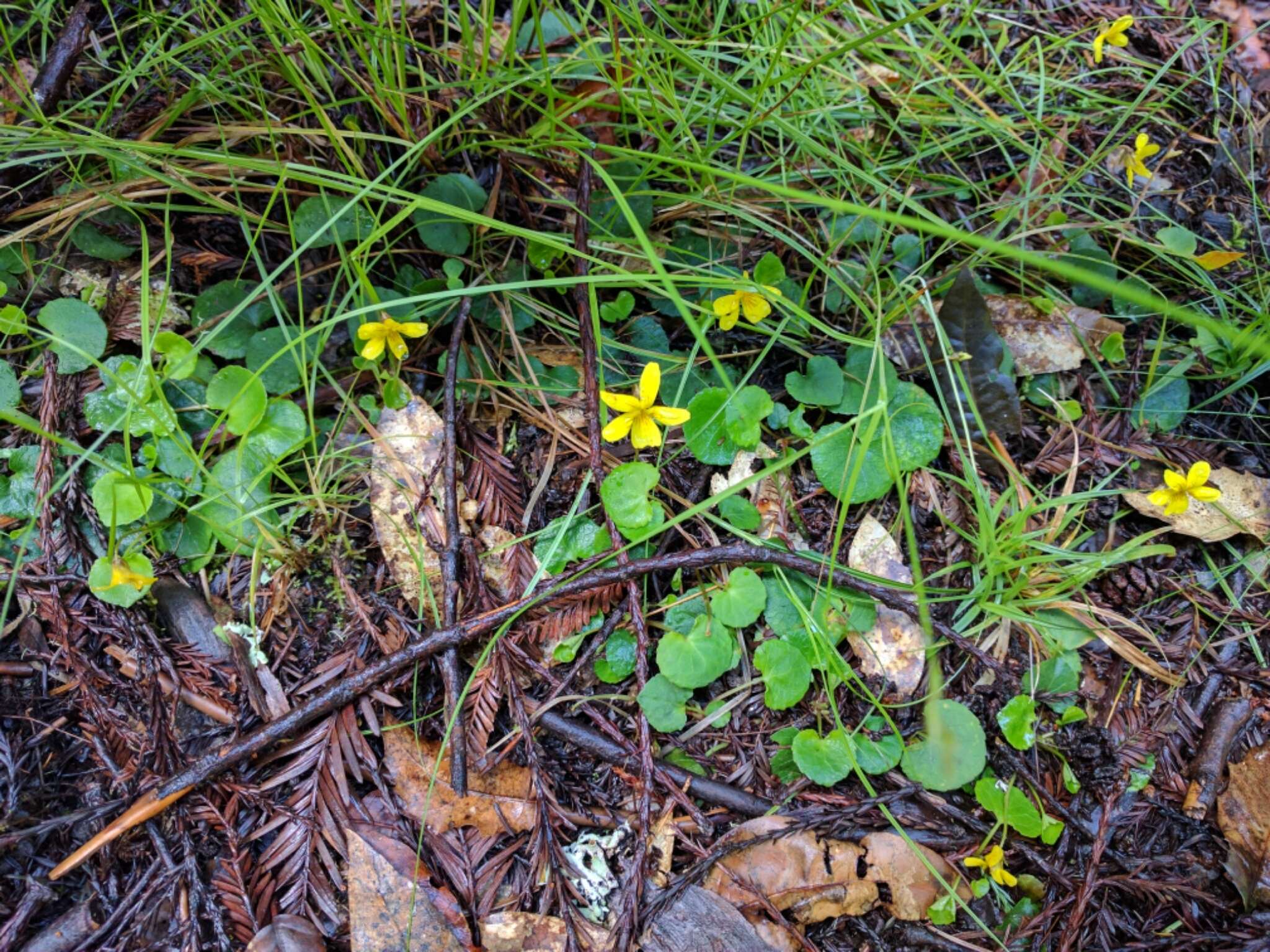 Image of Evergreen Violet