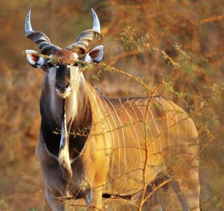 Image of giant eland