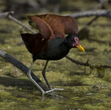 Image of Wattled Jacana