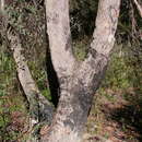 Imagem de Eucalyptus piperita Sm.