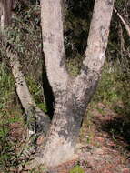 Sivun Eucalyptus piperita Sm. kuva