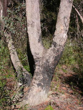 Imagem de Eucalyptus piperita Sm.