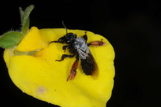 Image de Chalepogenus rufipes Roig-Alsina 1999