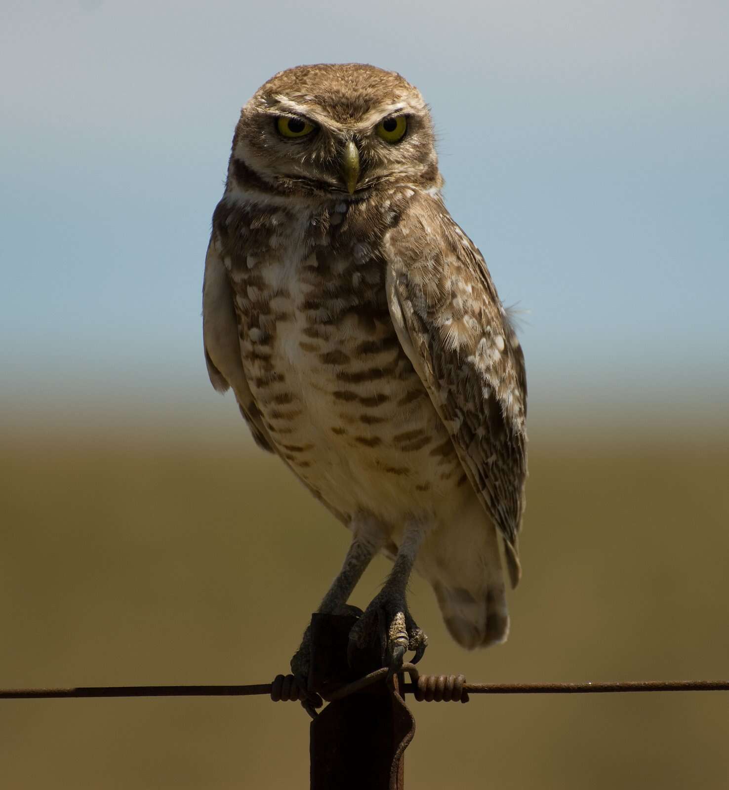 Image of Burrowing Owl