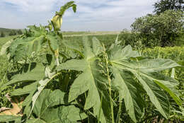 Image of Heracleum dissectum Ledeb.