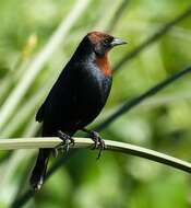 Chrysomus ruficapillus (Vieillot 1819) resmi