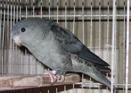 Image of Barred Parakeet