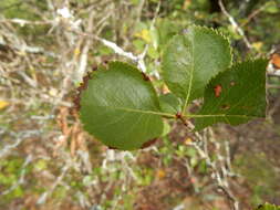 Слика од Crataegus reverchonii Sarg.