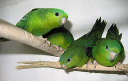 Image of Barred Parakeet