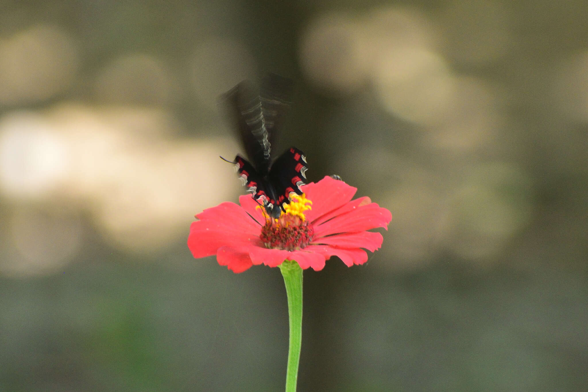 Parides montezuma (Westwood 1842) resmi