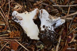 Image of Cortinarius magnivelatus Dearn. ex Fogel 1995