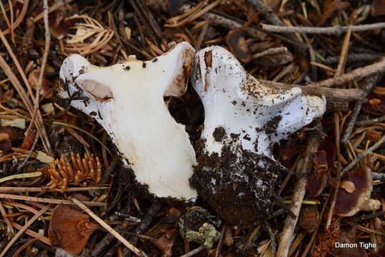 Слика од Cortinarius magnivelatus Dearn. ex Fogel 1995