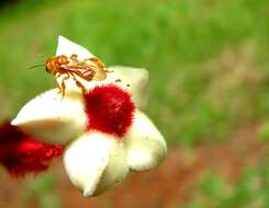 Image of red mussaenda