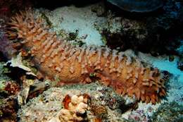 Image of Prickly Redfish