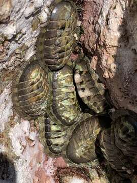 Image of smooth Panama chiton