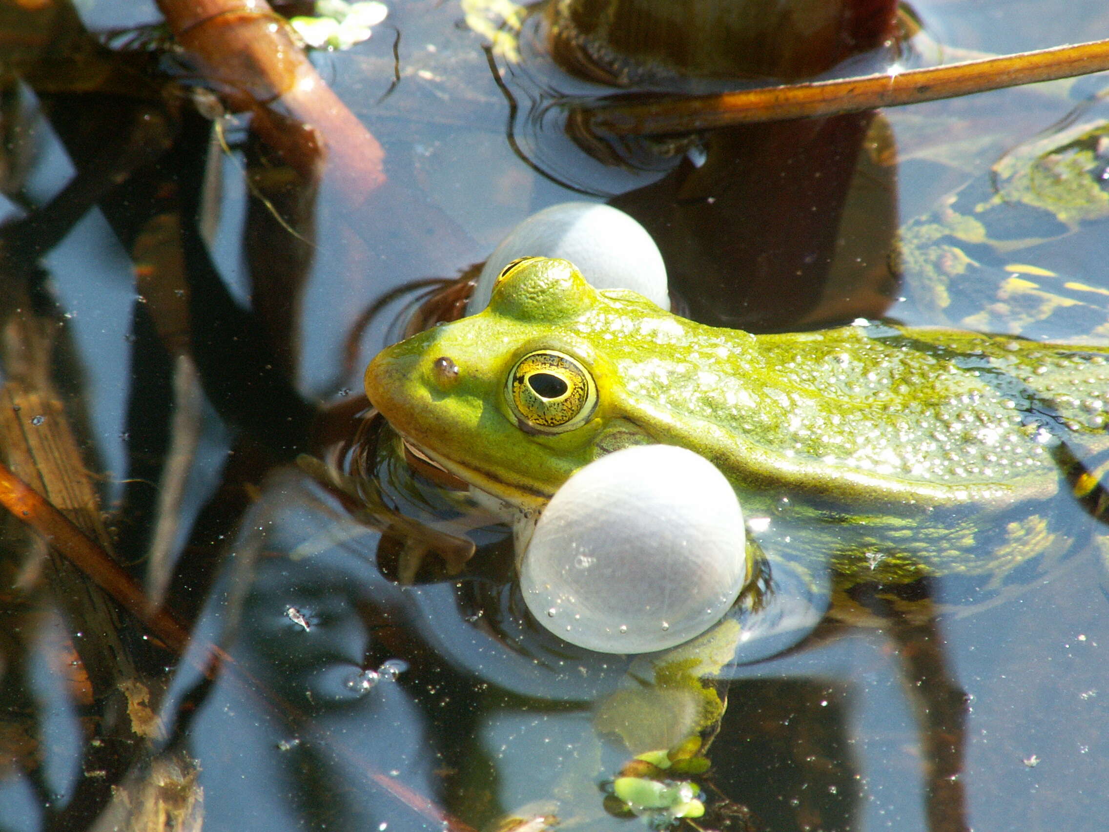 Image de Petite grenouille verte