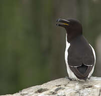 Image of Lesser auk