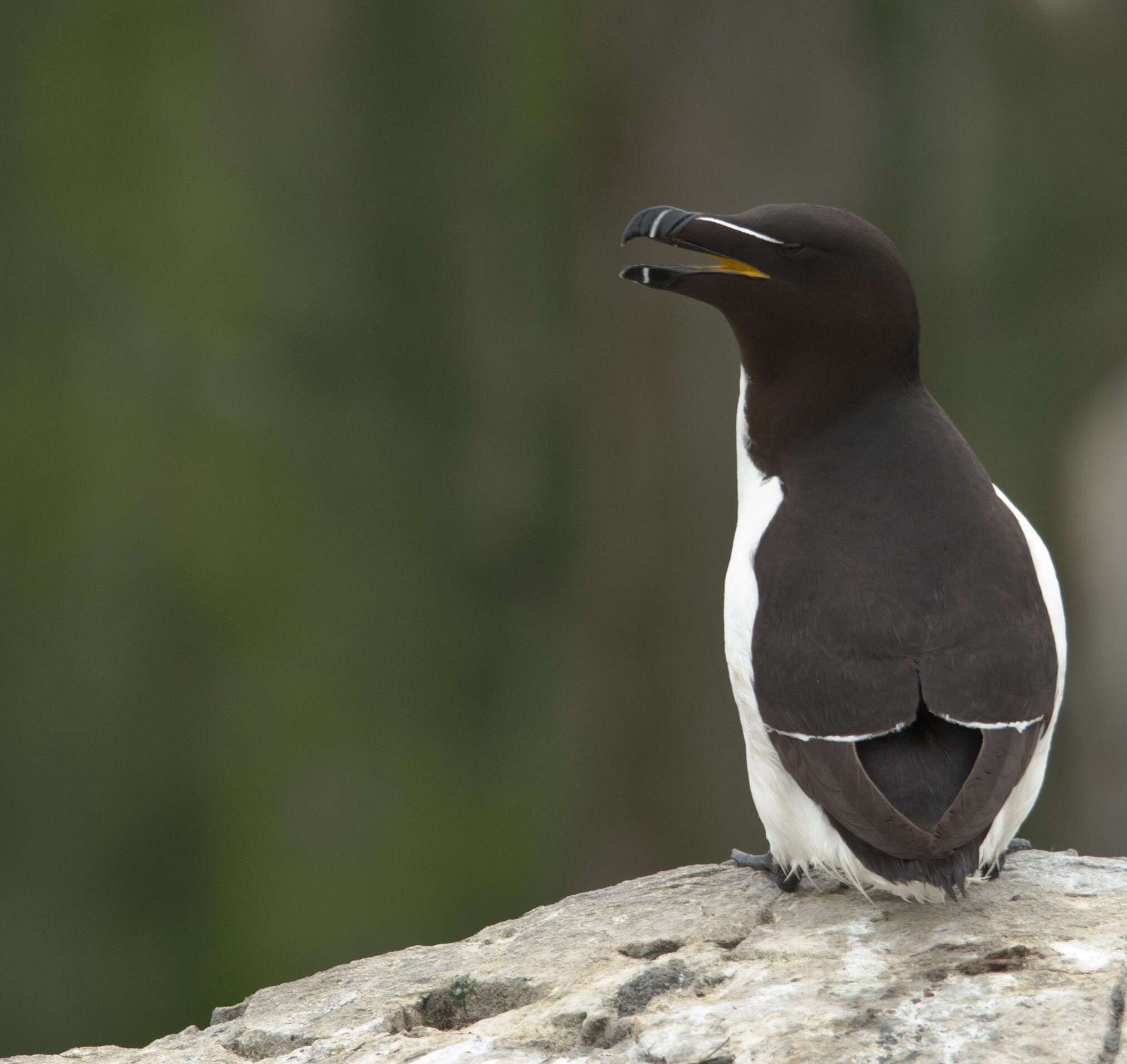 Image of Lesser auk