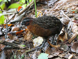 Image of Rufous-breasted Wood Quail