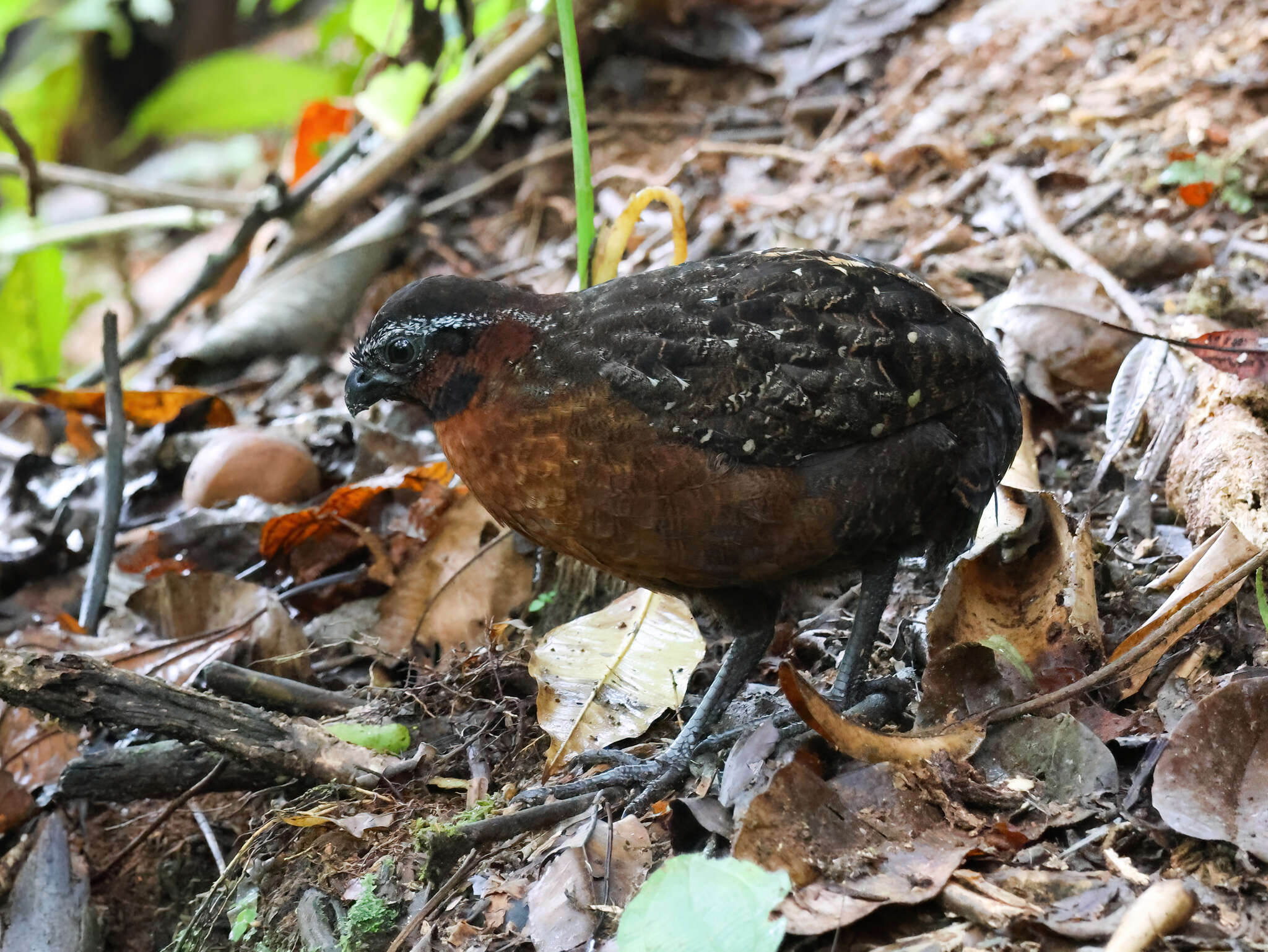 Sivun Odontophorus speciosus Tschudi 1843 kuva