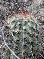 Image of Echinocereus russanthus subsp. weedinii Leuck ex W. Blum & Mich. Lange